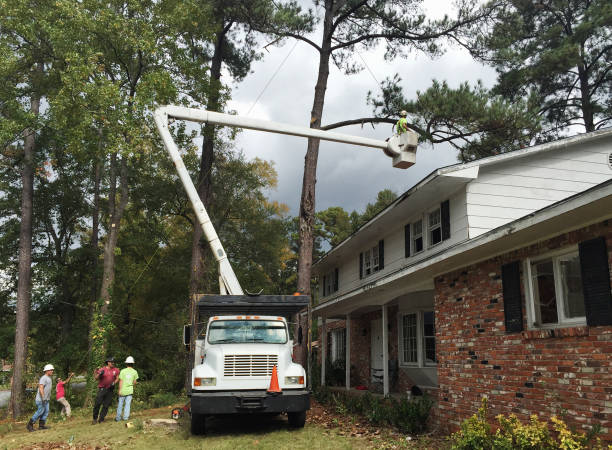 Ramsey, MN Tree Care Company