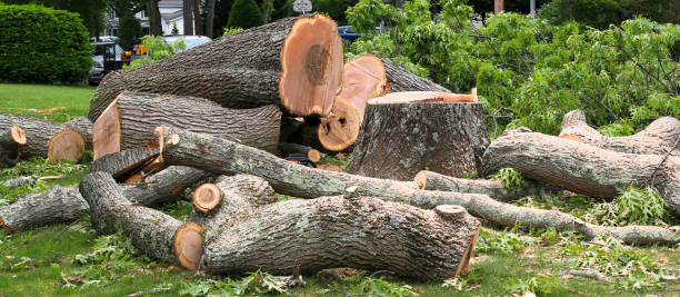 How Our Tree Care Process Works  in  Ramsey, MN