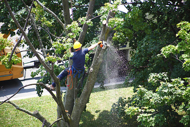 Leaf Removal in Ramsey, MN